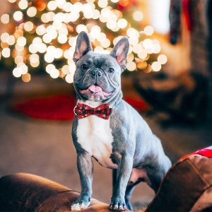 Svečana ogrlica za pse u obliku snježne pahulje | DOGICOLLAR